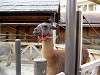 ueno_zoo_0674_mini.jpg