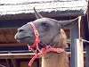 ueno_zoo_0675_mini.jpg