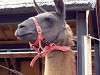 ueno_zoo_0676_mini.jpg