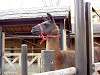 ueno_zoo_0678_mini.jpg