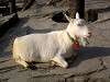 ueno_zoo_0679_mini.jpg