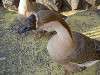 ueno_zoo_0683_mini.jpg