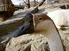 ueno_zoo_0687_mini.jpg