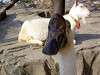 ueno_zoo_0688_mini.jpg