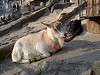 ueno_zoo_0689_mini.jpg