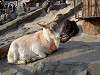 ueno_zoo_0690_mini.jpg
