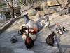 ueno_zoo_0691_mini.jpg