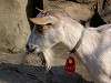 ueno_zoo_0701_mini.jpg