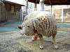ueno_zoo_0702_mini.jpg