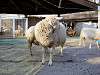 ueno_zoo_0703_mini.jpg