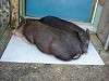 ueno_zoo_0704_mini.jpg