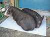 ueno_zoo_0706_mini.jpg