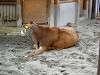 ueno_zoo_0713_mini.jpg