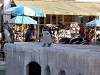 ueno_zoo_0714_mini.jpg