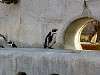 ueno_zoo_0732_mini.jpg