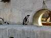 ueno_zoo_0733_mini.jpg