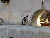 ueno_zoo_0735_mini.jpg
