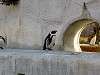 ueno_zoo_0736_mini.jpg