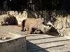 ueno_zoo_0741_mini.jpg