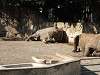 ueno_zoo_0742_mini.jpg