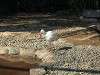 ueno_zoo_0744_mini.jpg