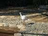 ueno_zoo_0745_mini.jpg