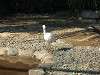 ueno_zoo_0746_mini.jpg