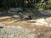ueno_zoo_0747_mini.jpg
