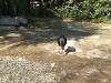 ueno_zoo_0748_mini.jpg
