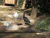 ueno_zoo_0751_mini.jpg