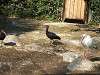ueno_zoo_0752_mini.jpg