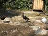 ueno_zoo_0753_mini.jpg