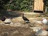 ueno_zoo_0754_mini.jpg