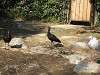 ueno_zoo_0755_mini.jpg