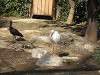 ueno_zoo_0757_mini.jpg