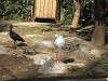 ueno_zoo_0758_mini.jpg