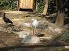 ueno_zoo_0759_mini.jpg