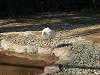 ueno_zoo_0761_mini.jpg