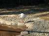 ueno_zoo_0762_mini.jpg