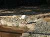 ueno_zoo_0763_mini.jpg