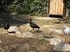 ueno_zoo_0764_mini.jpg