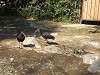 ueno_zoo_0765_mini.jpg