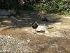 ueno_zoo_0766_mini.jpg