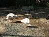 ueno_zoo_0767_mini.jpg