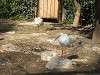 ueno_zoo_0769_mini.jpg