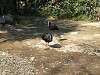 ueno_zoo_0772_mini.jpg