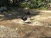 ueno_zoo_0773_mini.jpg