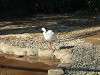 ueno_zoo_0776_mini.jpg