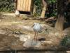 ueno_zoo_0777_mini.jpg