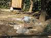 ueno_zoo_0778_mini.jpg
